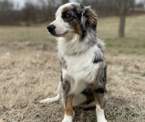 Miniature Australian Shepherd Puppy for sale in NEOSHO, MO, USA