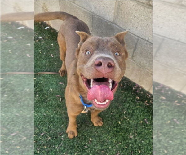 Medium Photo #3 Mutt Puppy For Sale in Lakewood, CO, USA