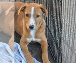 Small Photo #2 Labrador Retriever-Unknown Mix Puppy For Sale in Germantown, OH, USA