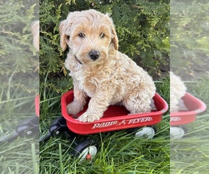 Mini Whoodle (Wheaten Terrier/Miniature Poodle) Puppy for Sale in MIDDLEBURY, Indiana USA