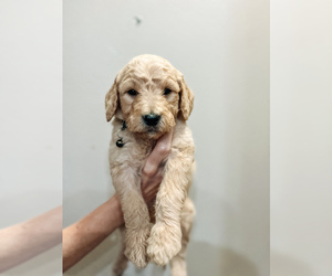 Goldendoodle Puppy for sale in SHREVEPORT, LA, USA