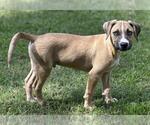 Small #3 Huskies -Labrador Retriever Mix