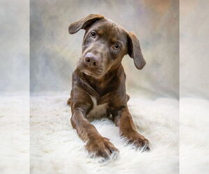 Labrador Retriever-Unknown Mix Dogs for adoption in Hot Springs Village, AR, USA