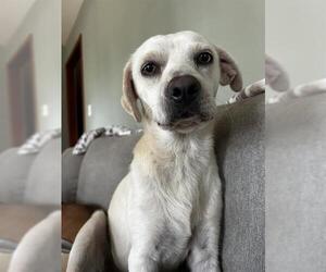 Chihuahua-Unknown Mix Dogs for adoption in San Antonio, TX, USA