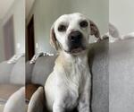 JOEY - Male Chihuahua-Unknown Mix Dog for Adoption - Small photo