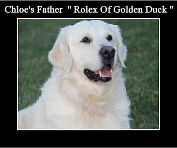 Medium Photo #32 English Cream Golden Retriever Puppy For Sale in PRINCETON, WV, USA