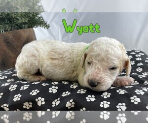 Goldendoodle-Poodle (Standard) Mix Puppy for sale in WINSTON SALEM, NC, USA