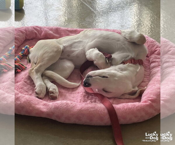 Medium Photo #7 Basset Hound-Unknown Mix Puppy For Sale in Washington, DC, USA