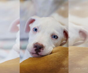 American Pit Bull Terrier-Labrador Retriever Mix Dogs for adoption in The Woodlands, TX, USA