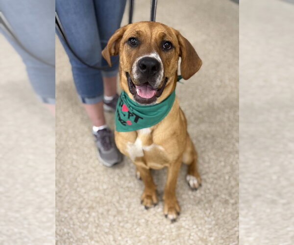 Medium Photo #17 Coonhound-Labrador Retriever Mix Puppy For Sale in Brewster, NY, USA