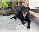 Small #2 Labrador Retriever