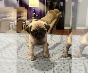 Pug Puppy for sale in GEORGETOWN, IN, USA