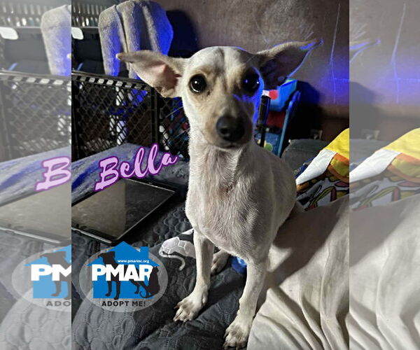 Medium Photo #1 Chihuahua-Unknown Mix Puppy For Sale in Binghamton, NY, USA