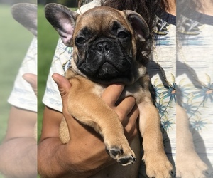 French Bulldog Puppy for sale in SAN FRANCISCO, CA, USA