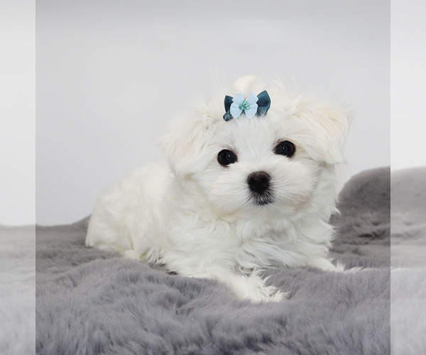 Medium Photo #4 Maltese Puppy For Sale in LOS ANGELES, CA, USA