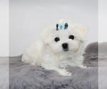 Small #3 Maltese