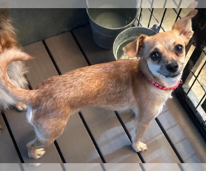 Chihuahua-Unknown Mix Dogs for adoption in Cranston, RI, USA