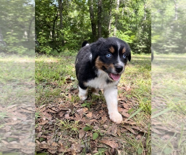 Medium Photo #1 Australian Shepherd Puppy For Sale in ELBERTON, GA, USA