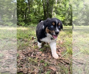 Australian Shepherd Puppy for sale in ELBERTON, GA, USA