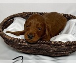 Small Photo #58 Goldendoodle Puppy For Sale in ABILENE, TX, USA