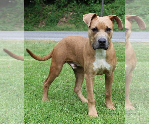 Medium Photo #1 American Pit Bull Terrier-Unknown Mix Puppy For Sale in Prattville, AL, USA