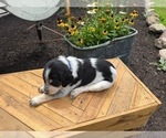 Small #4 Bernedoodle-Bluetick Coonhound Mix
