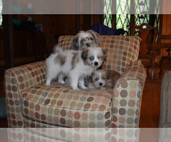 Medium Photo #18 Pom-Shi Puppy For Sale in DINWIDDIE, VA, USA