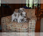 Small Photo #18 Pom-Shi Puppy For Sale in DINWIDDIE, VA, USA
