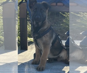 Malinois Puppy for sale in BAKERSFIELD, CA, USA