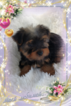 Small Photo #3 Yorkshire Terrier Puppy For Sale in DOUGLAS, GA, USA