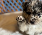 Puppy Cucumber Australian Shepherd-Miniature Australian Shepherd Mix