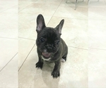 Small Photo #14 French Bulldog Puppy For Sale in KENDALL, FL, USA