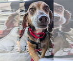 Small #1 Beagle