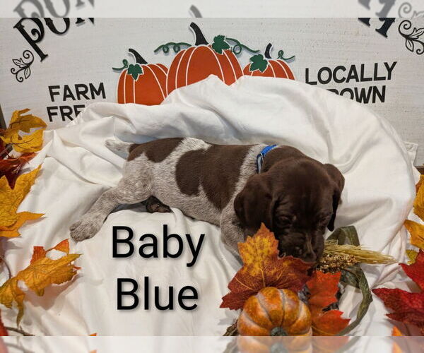 Medium Photo #2 German Shorthaired Pointer Puppy For Sale in CABOT, AR, USA