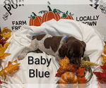Small Photo #7 German Shorthaired Pointer Puppy For Sale in CABOT, AR, USA