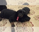 Small #2 Doberman Pinscher