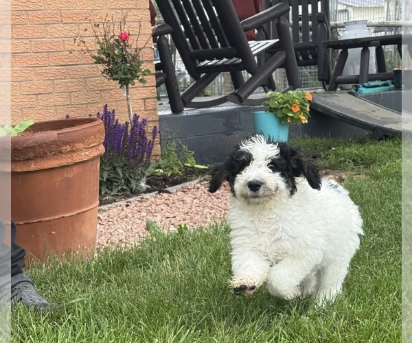 Medium Photo #7 Bernedoodle Puppy For Sale in LONGMONT, CO, USA