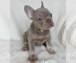 Small Photo #3 French Bulldog Puppy For Sale in SACRAMENTO, CA, USA