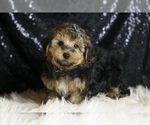 Small YorkiePoo