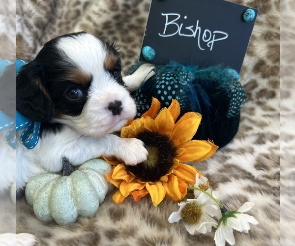 Medium Photo #1 Cavalier King Charles Spaniel Puppy For Sale in ABILENE, TX, USA