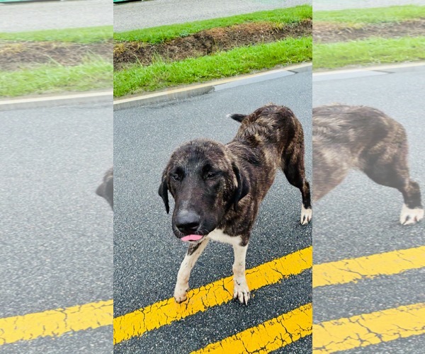 Medium Photo #3 Anatolian Shepherd Puppy For Sale in Murfreesboro, NC, USA