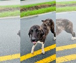 Small #2 Anatolian Shepherd