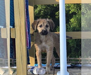 Golden Shepherd Dogs for adoption in Pottstown, PA, USA