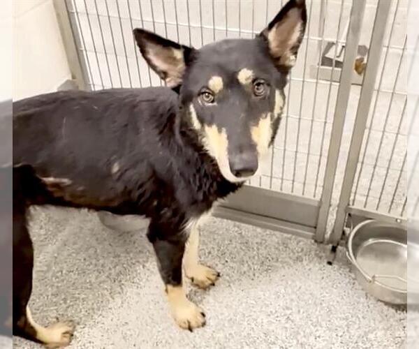 Medium Photo #2 German Shepherd Dog-Unknown Mix Puppy For Sale in Houston, TX, USA