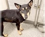 Small #1 German Shepherd Dog Mix