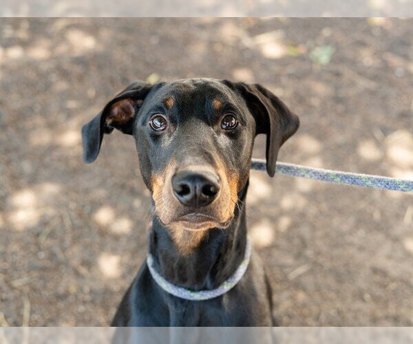 Medium Photo #1 Doberman Pinscher Puppy For Sale in Martinez, CA, USA