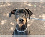 GUSTAV - Male Doberman Pinscher Dog for Adoption - Small photo