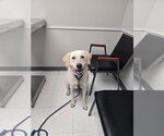 Small #1 Labrador Retriever Mix