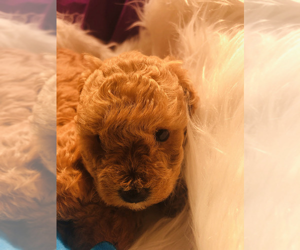 Medium Photo #24 Poodle (Toy) Puppy For Sale in CARTHAGE, MO, USA
