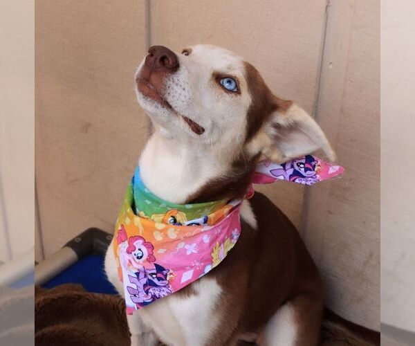 Medium Photo #3 Siberian Husky-Unknown Mix Puppy For Sale in Sequim, WA, USA